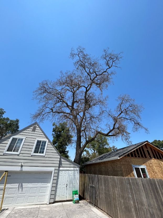 3405 Montrose St. (Backyard)