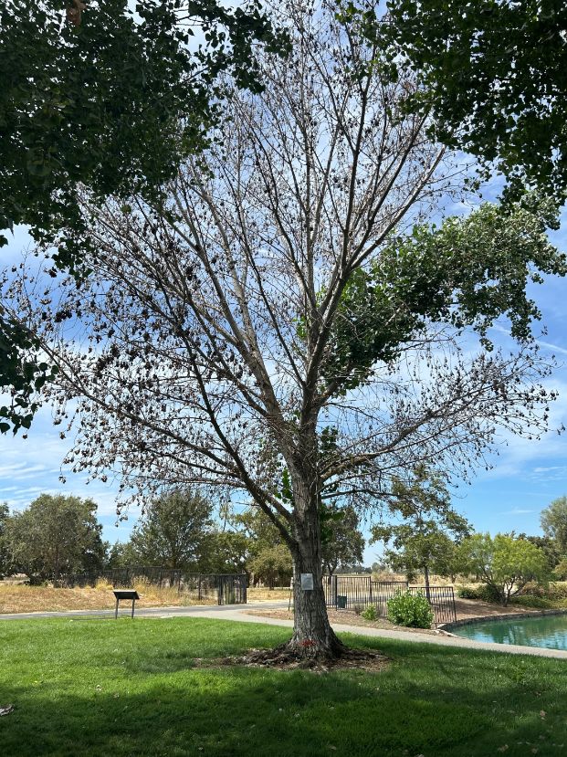 3920 Del Paso Rd (Fisherman's Lake Park)