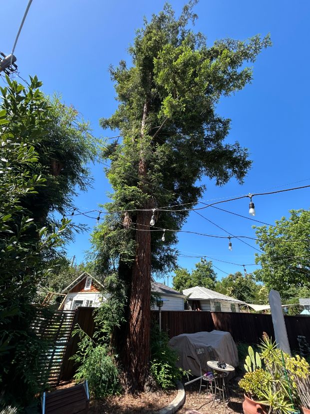 4036 2nd Ave (backyard)