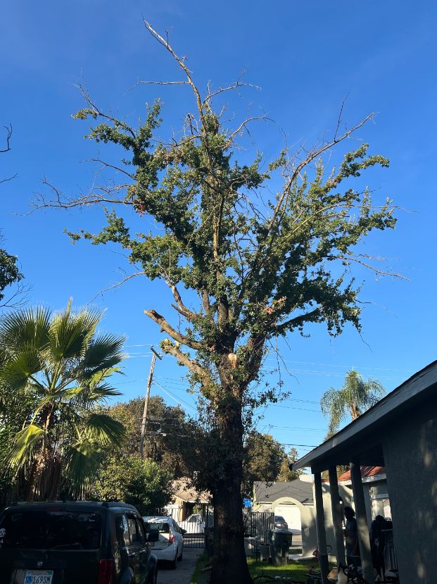  4049 Washington Ave. (Backyard)