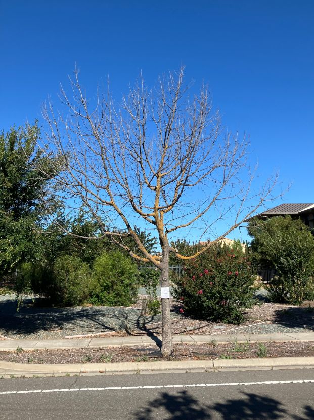 4201 El Centro Rd
