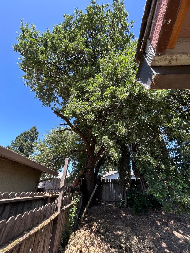 4591 Windcloud Ave. (Backyard)