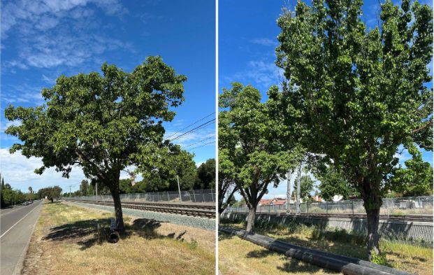 4804 Consumnes River Blvd.