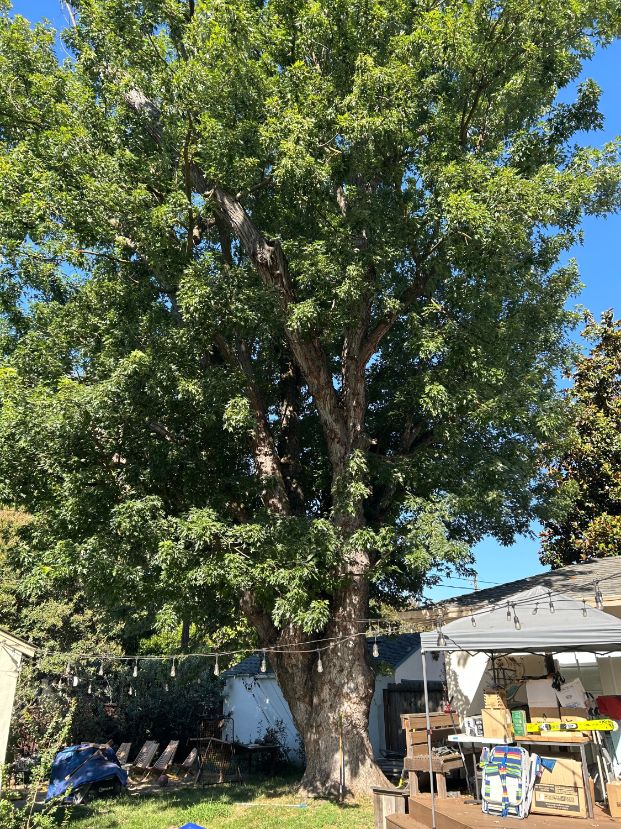 5322 Callister Ave (Backyard)