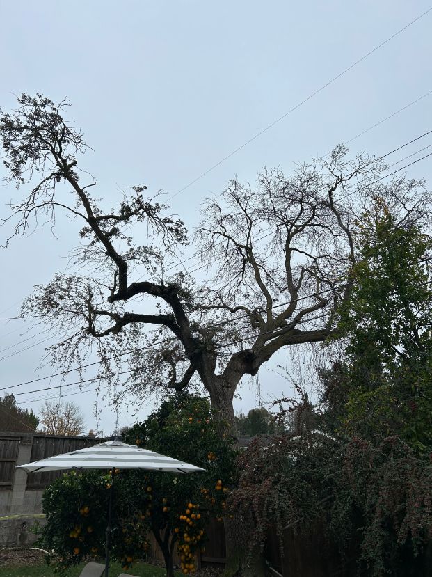 5421 S Land Park Dr. (Backyard)