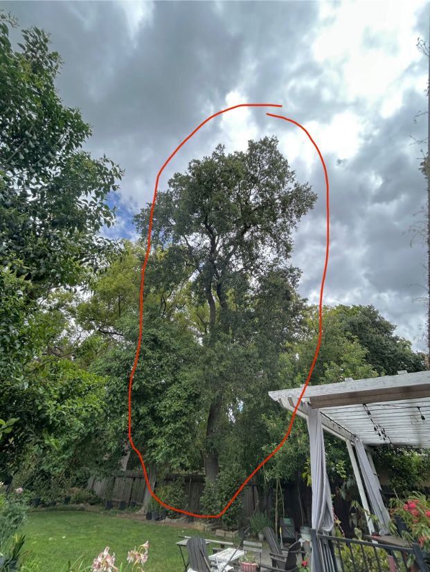 559 Swanston Dr. (Backyard)
