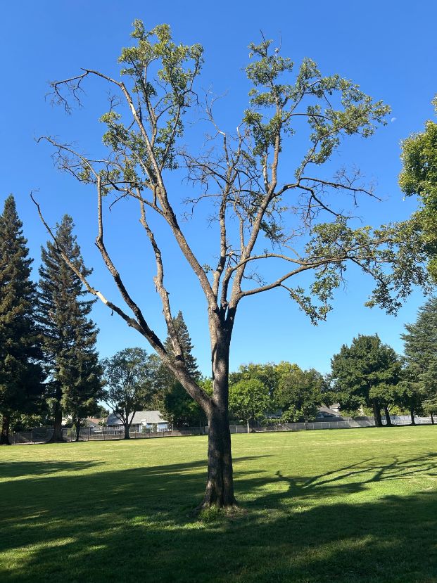 610 Cutting Way (Charter Point Park)