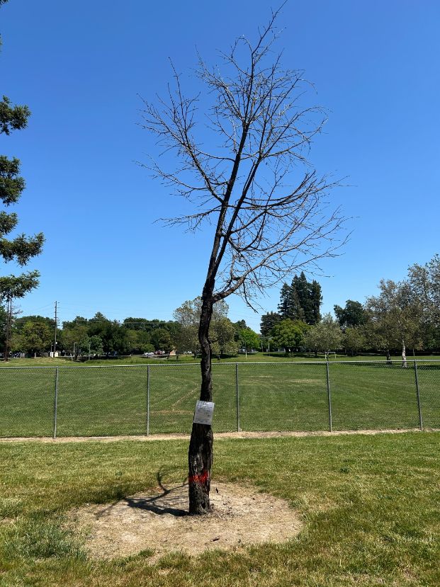 6135 Gloria Dr. - Reichmuth Park