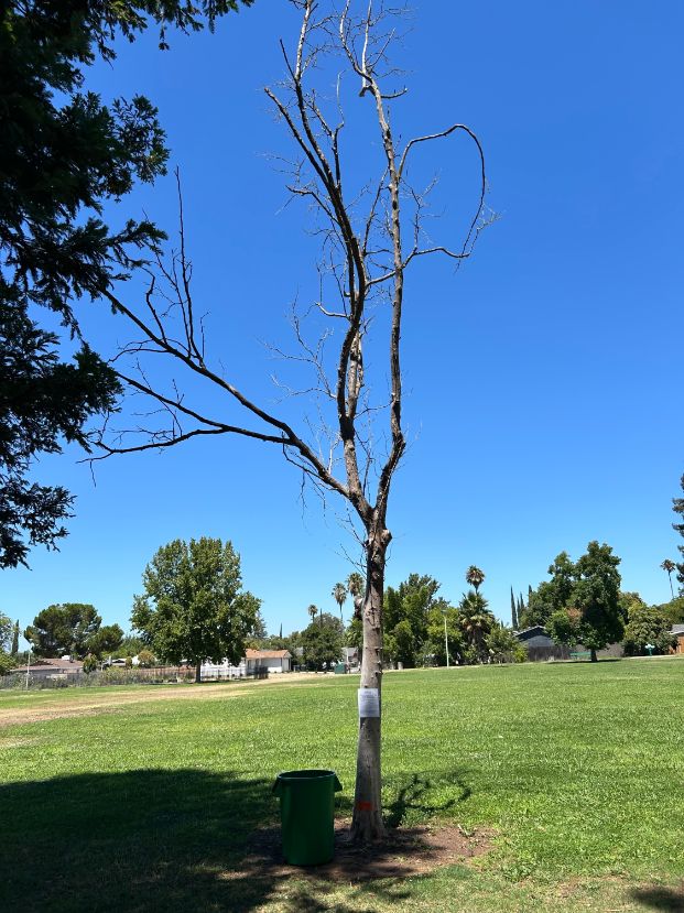 8185 Center Parkway (Valley Hi Park)