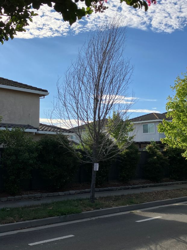8529 Butterscotch Way