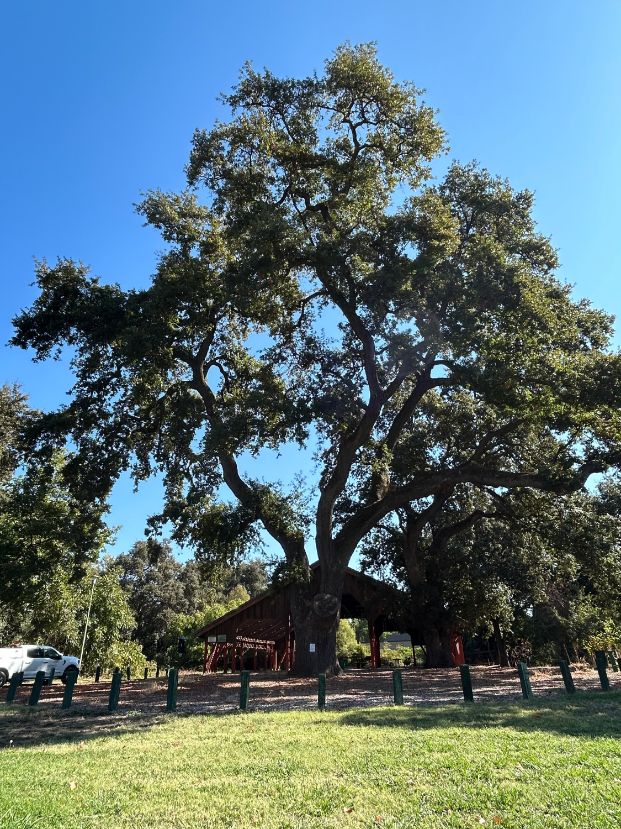 Bannon Creek Park (2780 Azevedo Dr.)