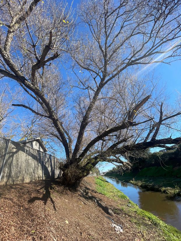 Elder Creek Cana l- DOU (behind 34 Thatcher Cir.)