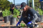 Photo of people planting a shrub in a park.