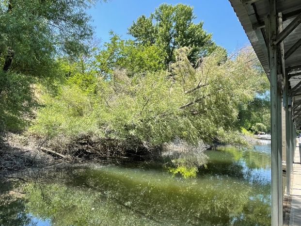 Before photo of trees maintenance work at the Sacramento Marina with a downed tree