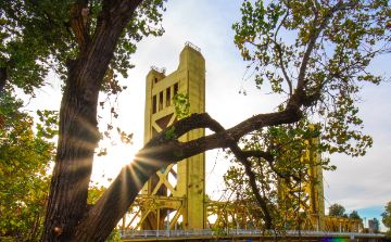 Close-up of tree in front of I Street bridge 