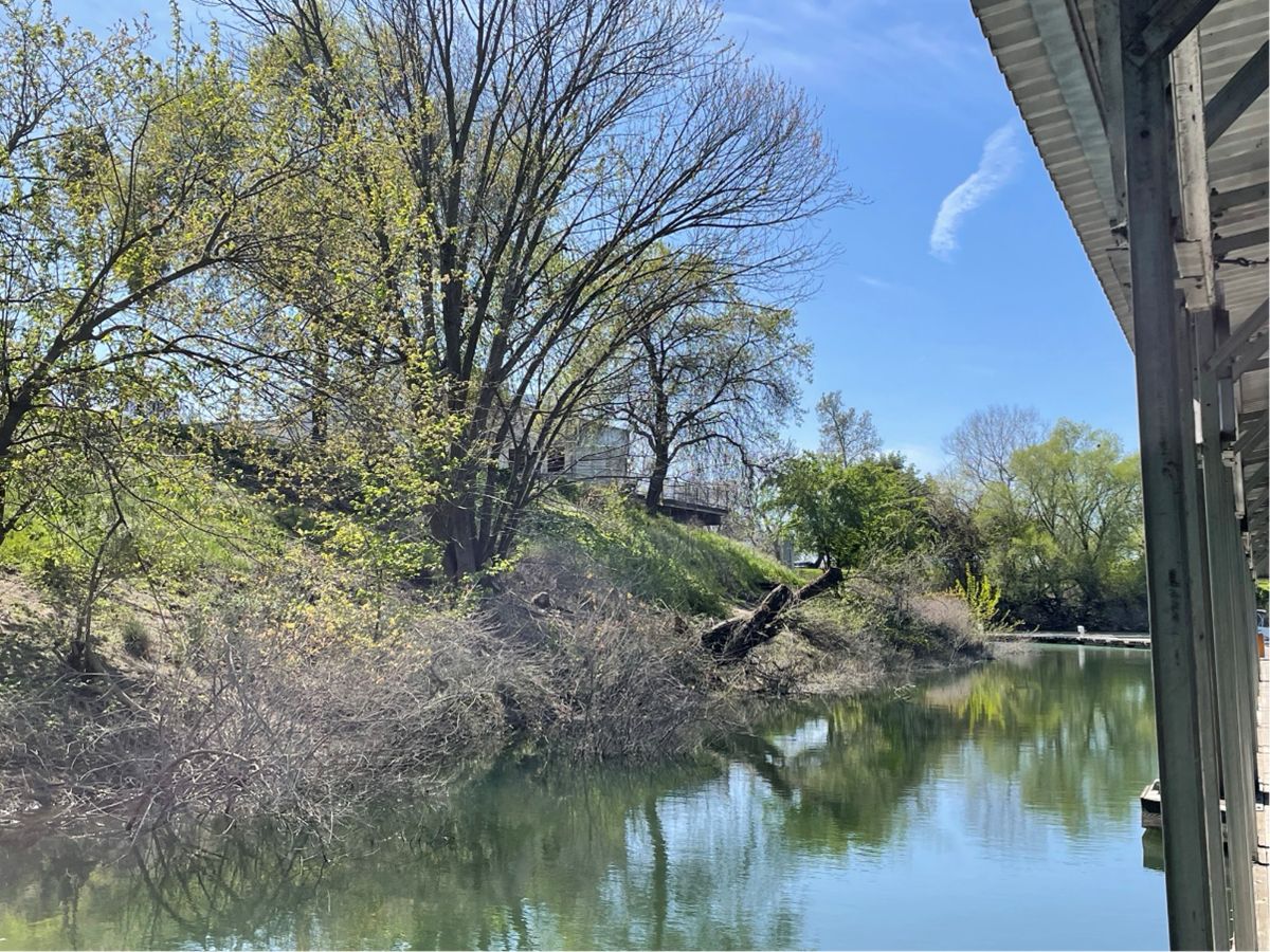After photo of trees maintenance work at the Sacramento Marina