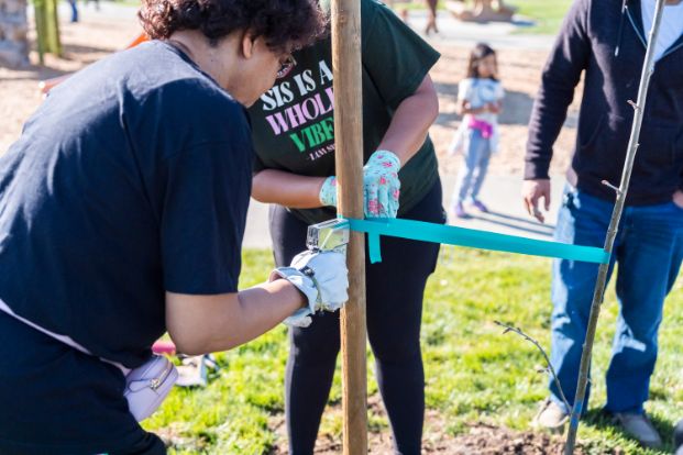 Two volunteers at a volunteer tree planting tying tree ties to secure the tree. 