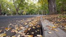 leaves on the street and curb