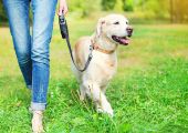 dog being walked